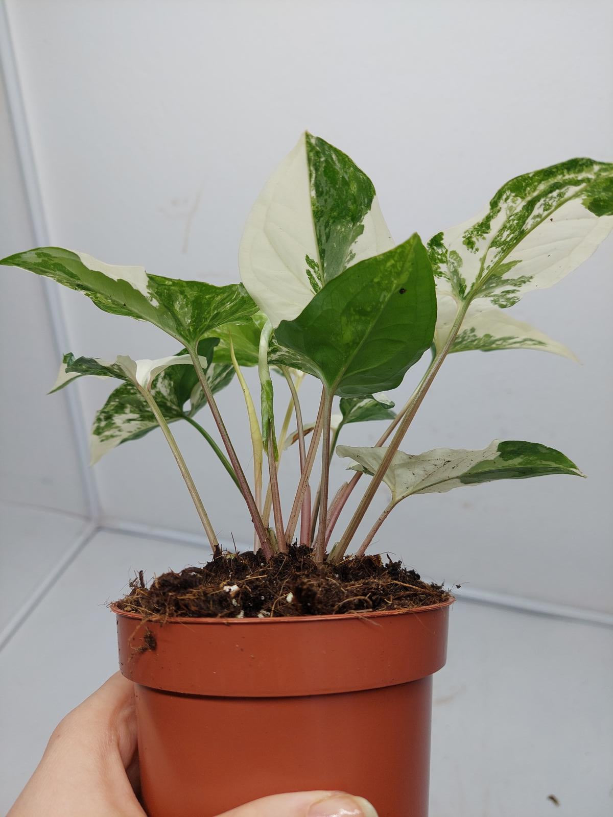 Syngonium Albo Variegata