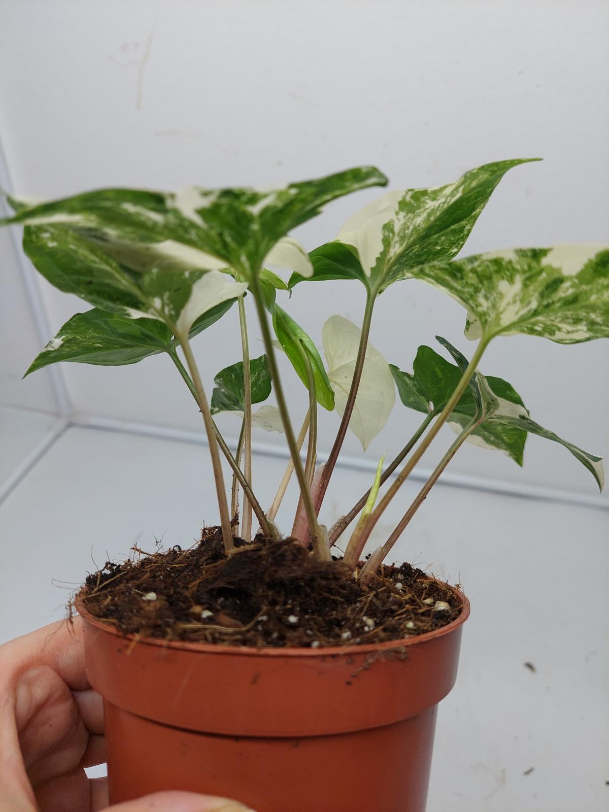 Syngonium Albo Variegata