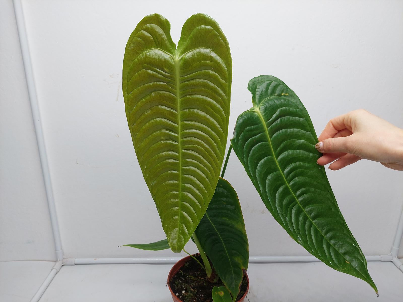 Anthurium Veitchii Narrow