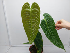 Anthurium Veitchii Narrow