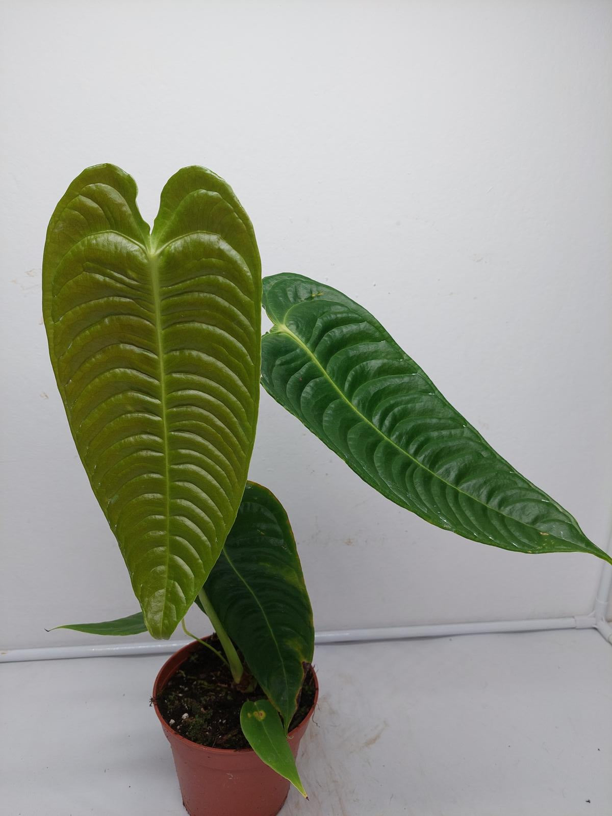 Anthurium Veitchii Narrow