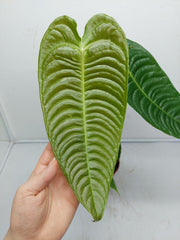 Anthurium Veitchii Narrow