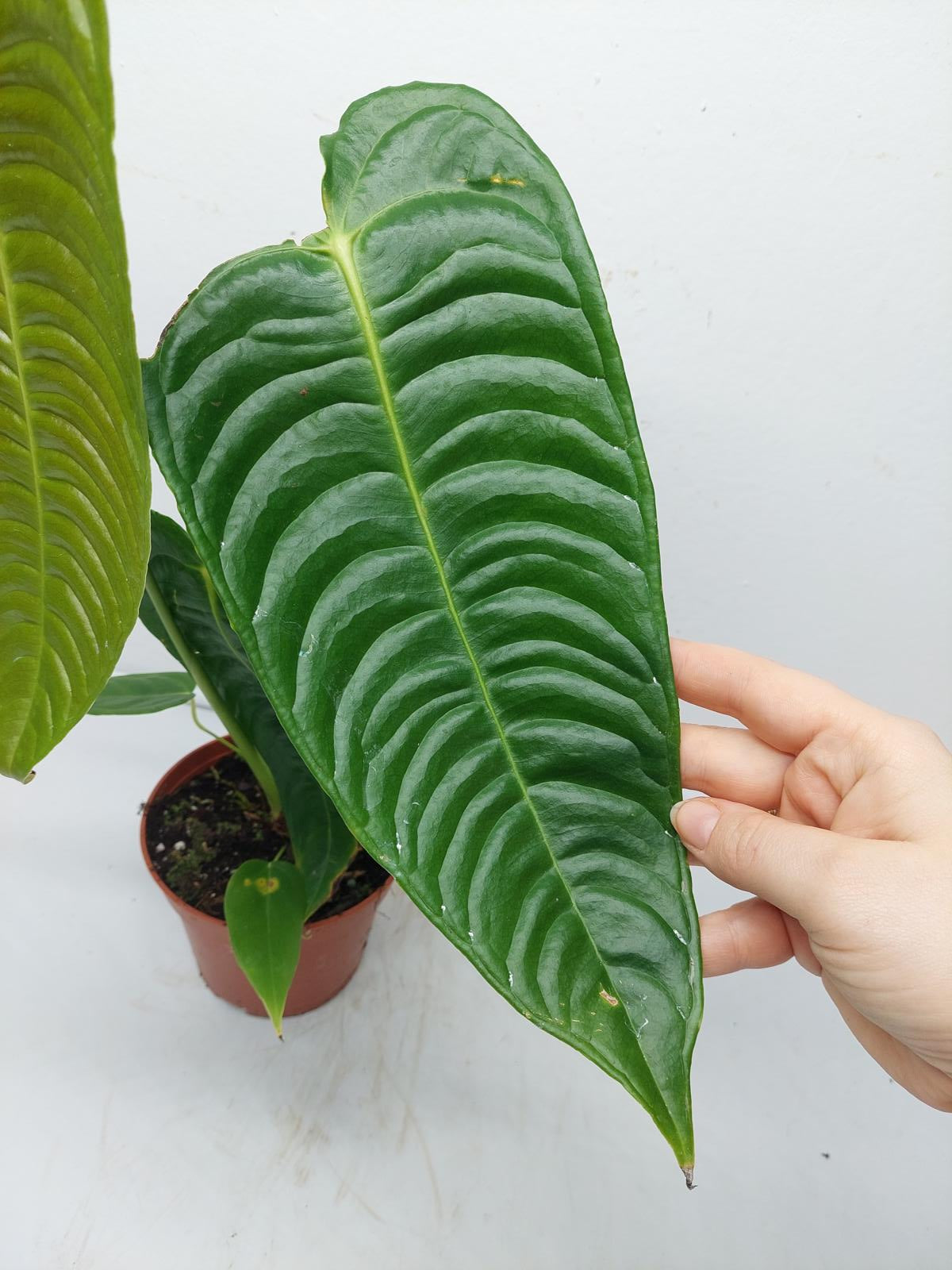 Anthurium Veitchii Narrow