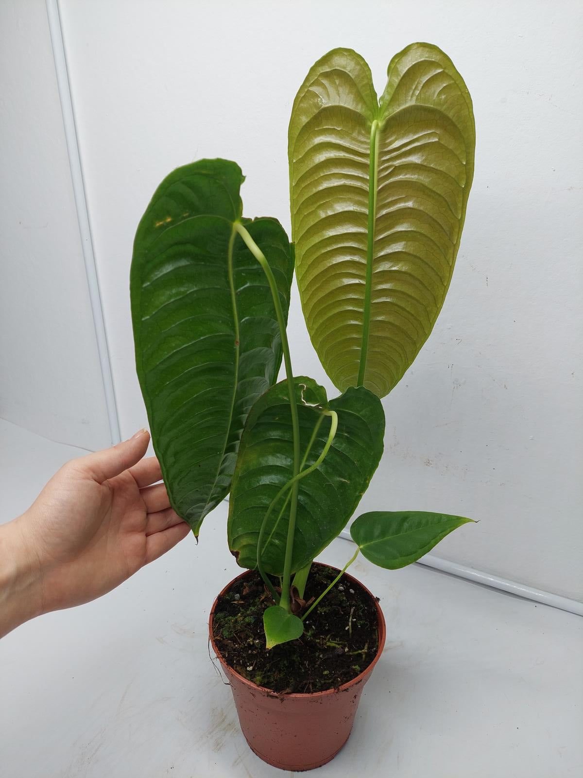 Anthurium Veitchii Narrow