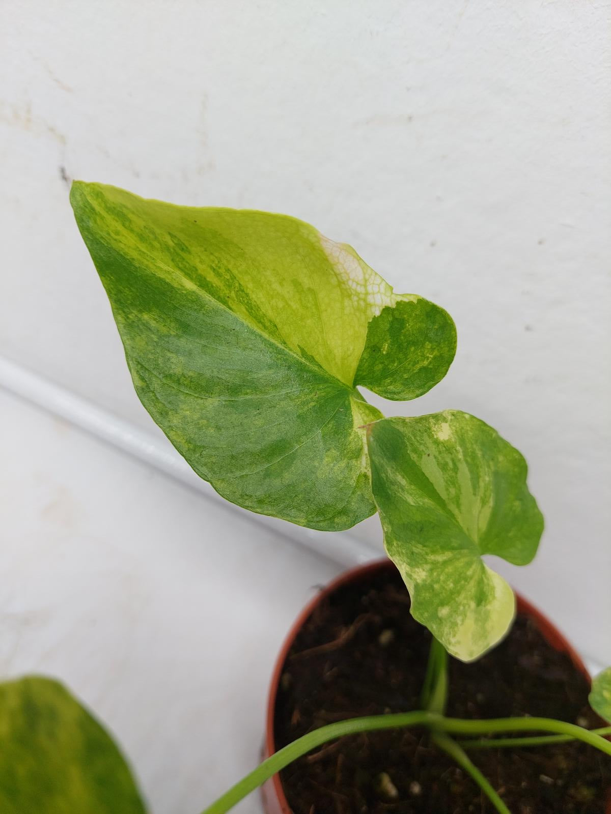 Thaumatophyllum Williamsii Variegata