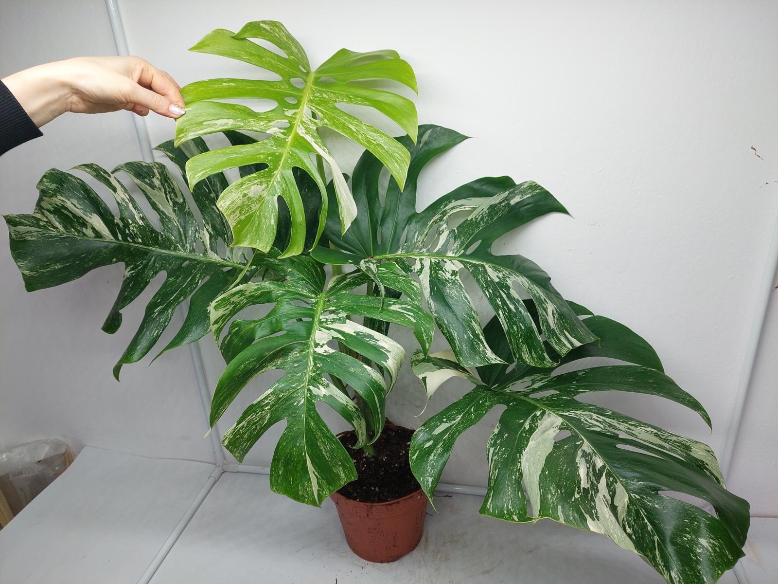 Monstera Variegata Adult