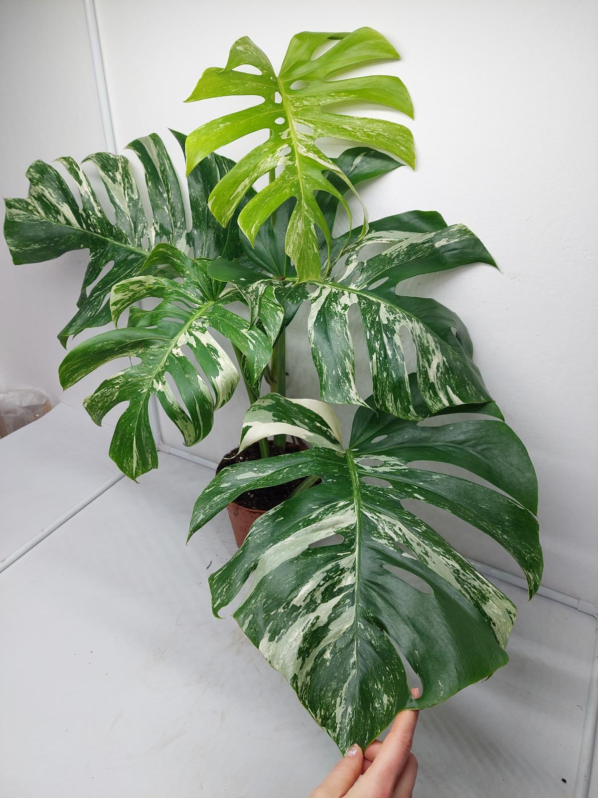 Monstera Variegata Adult