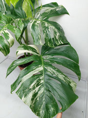 Monstera Variegata Adult