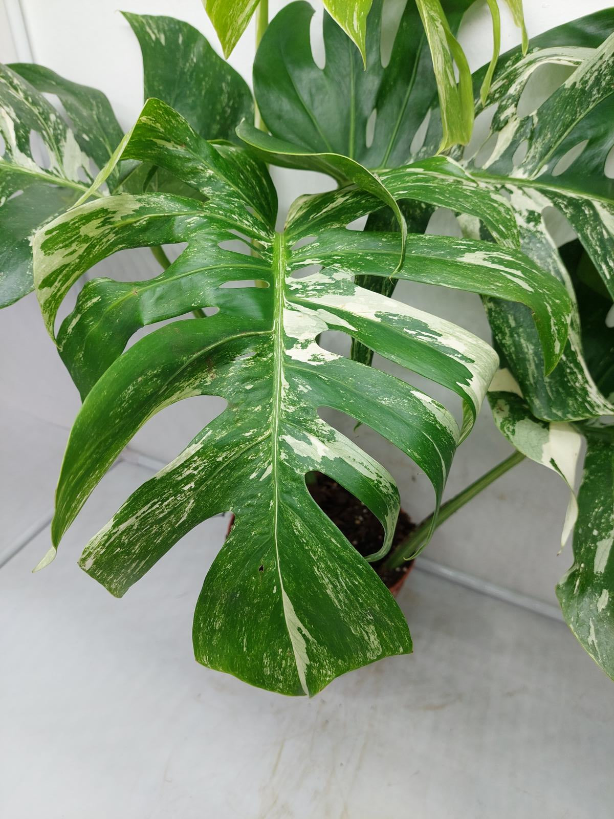 Monstera Variegata Adult