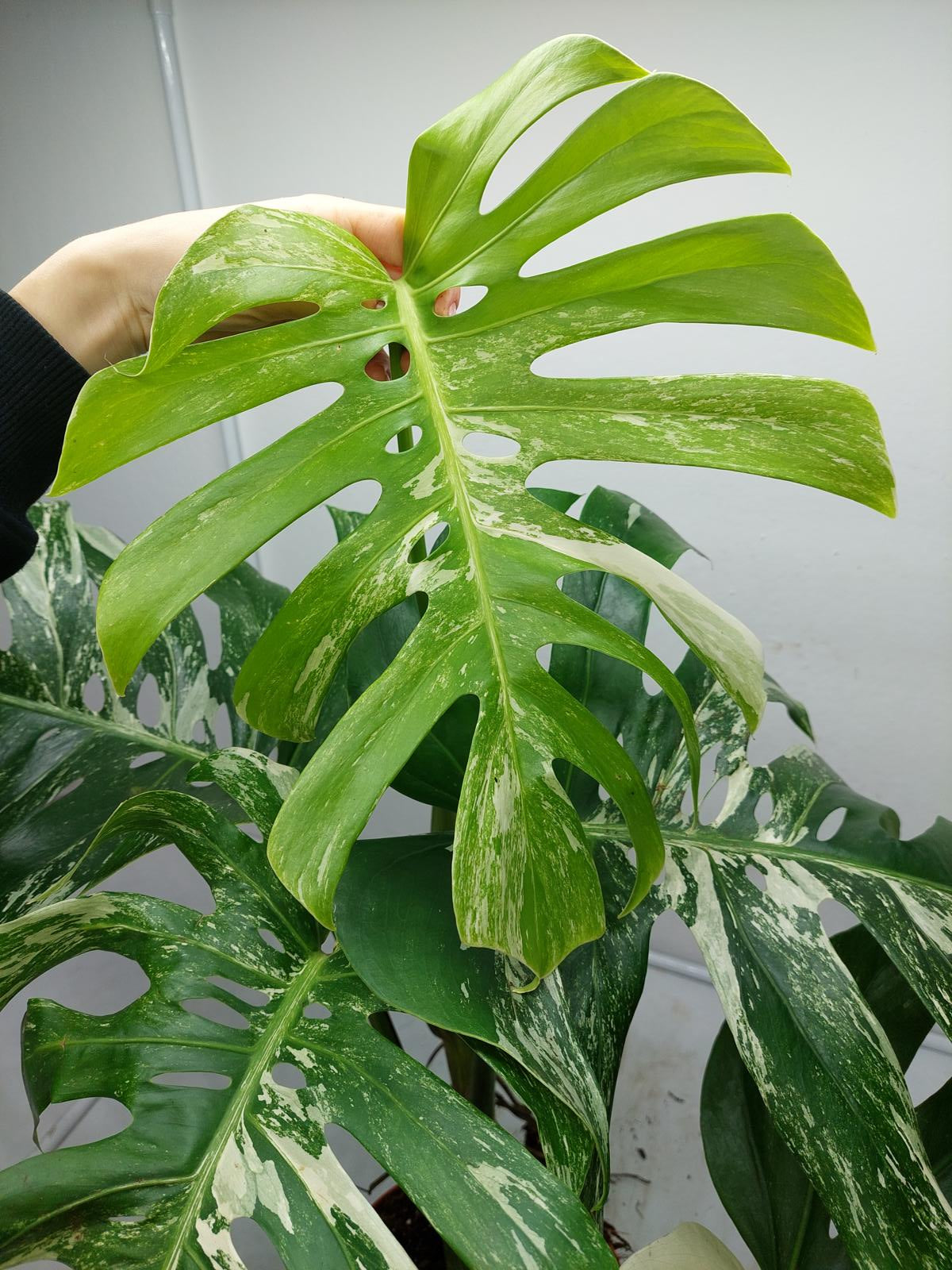 Monstera Variegata Adult