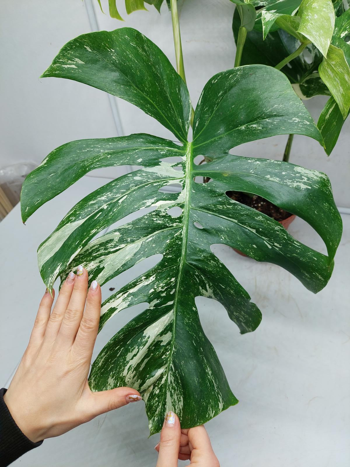 Monstera Variegata Adult