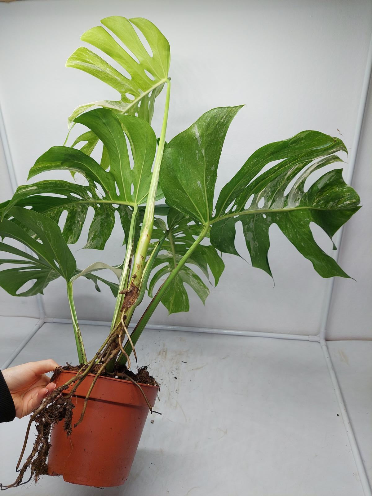 Monstera Variegata Adult