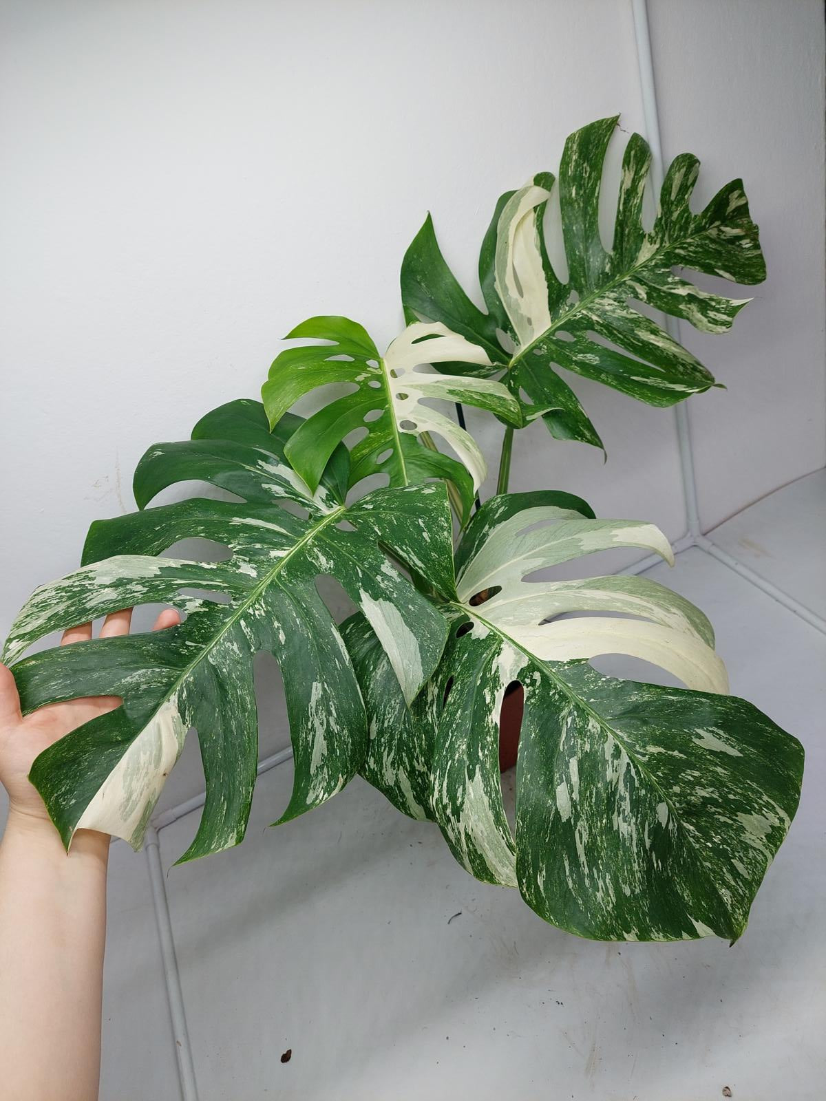 Monstera Variegata Adult