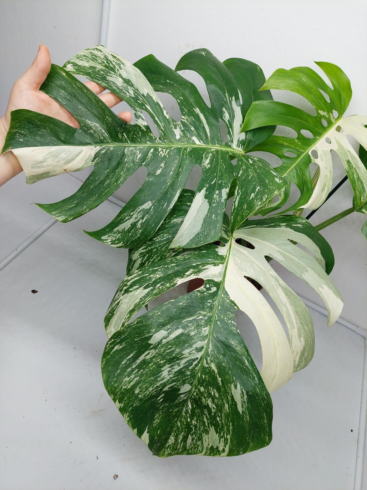 Monstera Variegata Adult