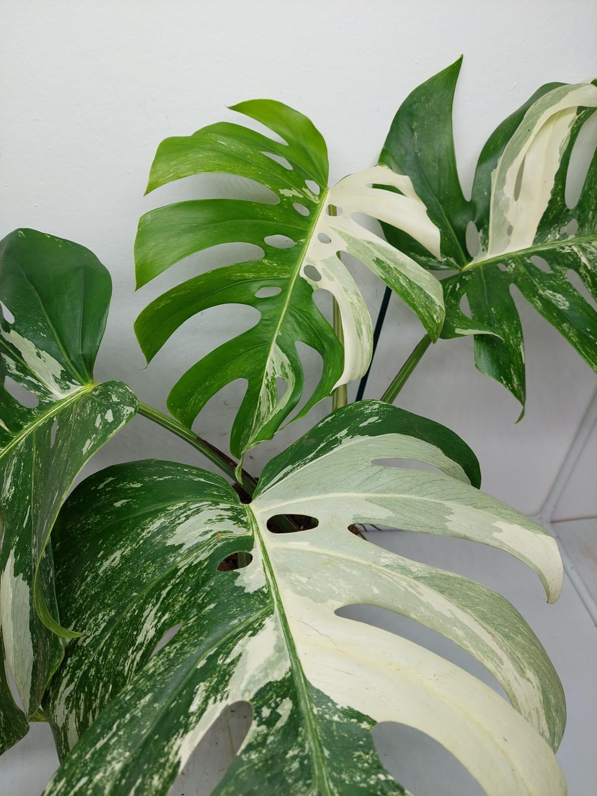 Monstera Variegata Adult