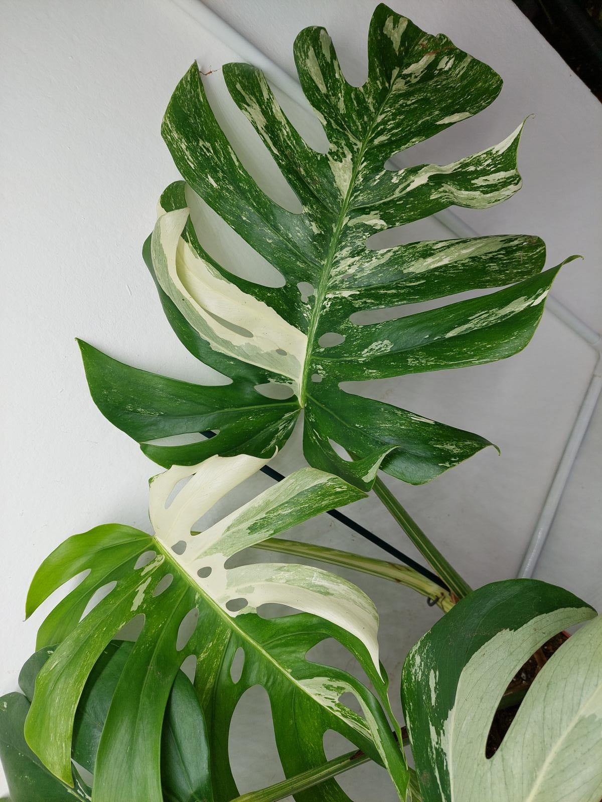 Monstera Variegata Adult