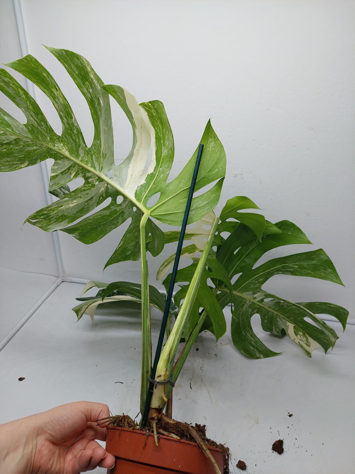 Monstera Variegata Adult