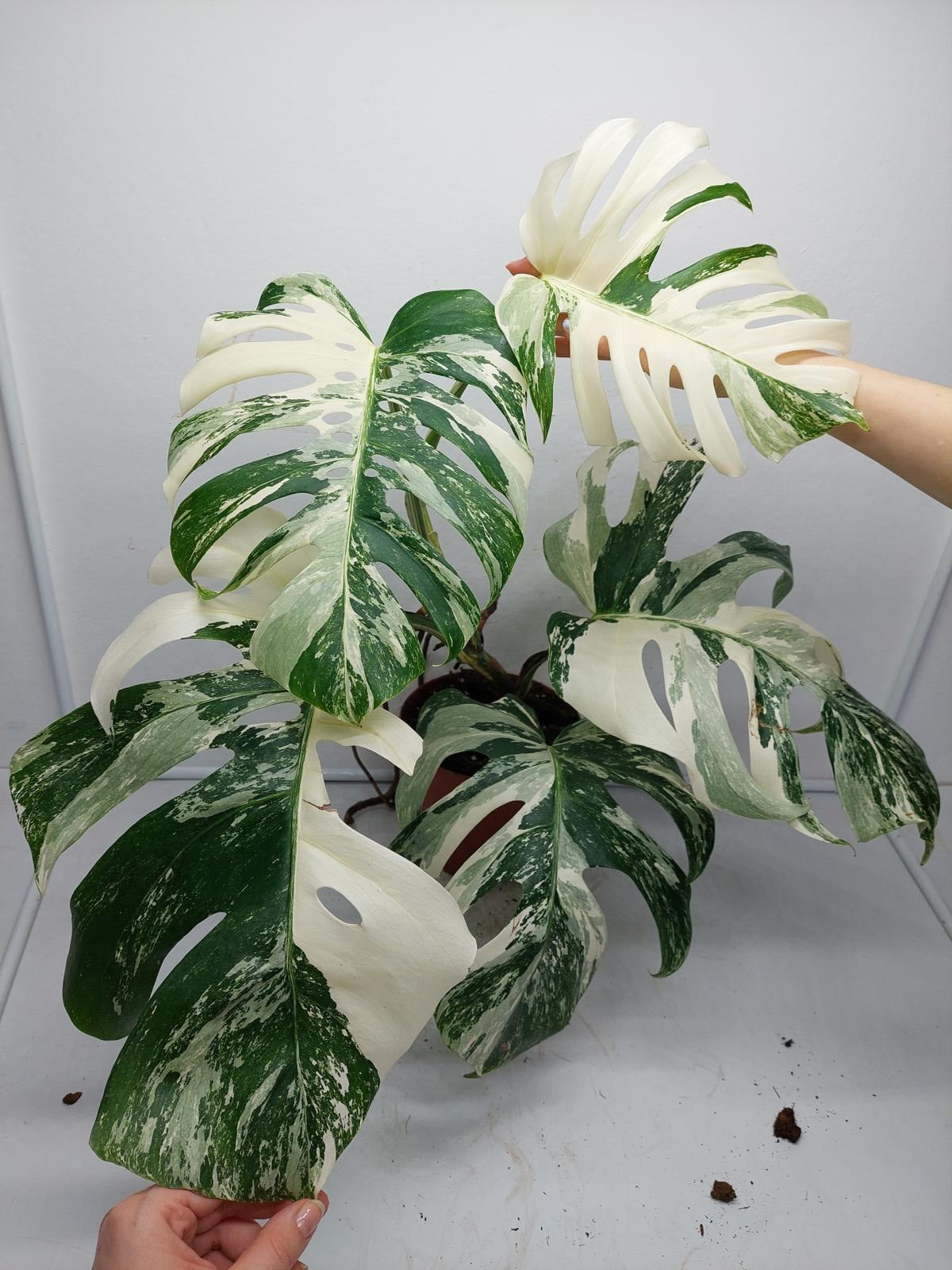 Monstera Variegata Adult