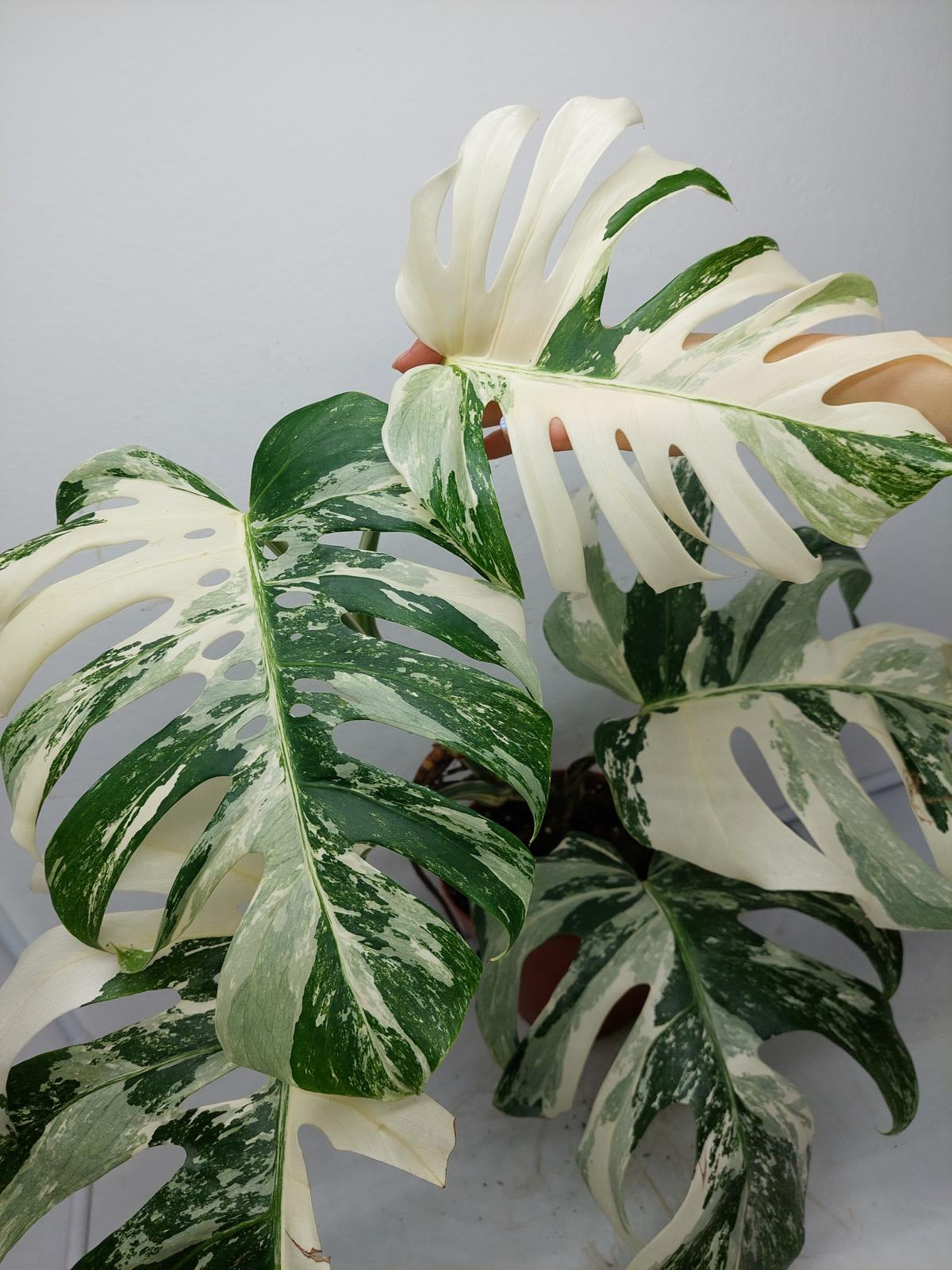 Monstera Variegata Adult