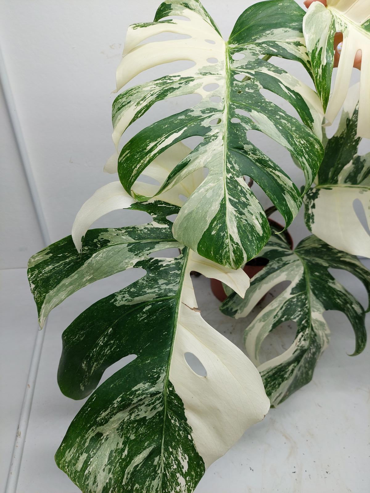 Monstera Variegata Adult