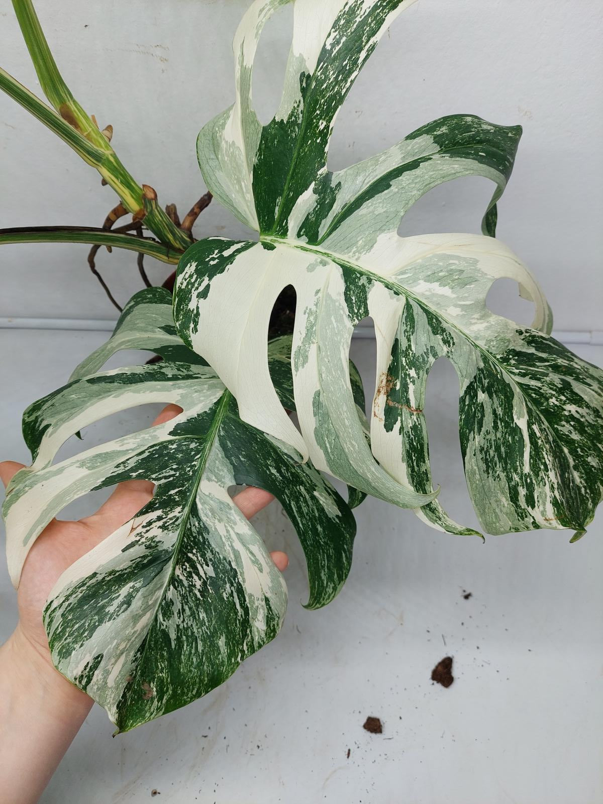 Monstera Variegata Adult