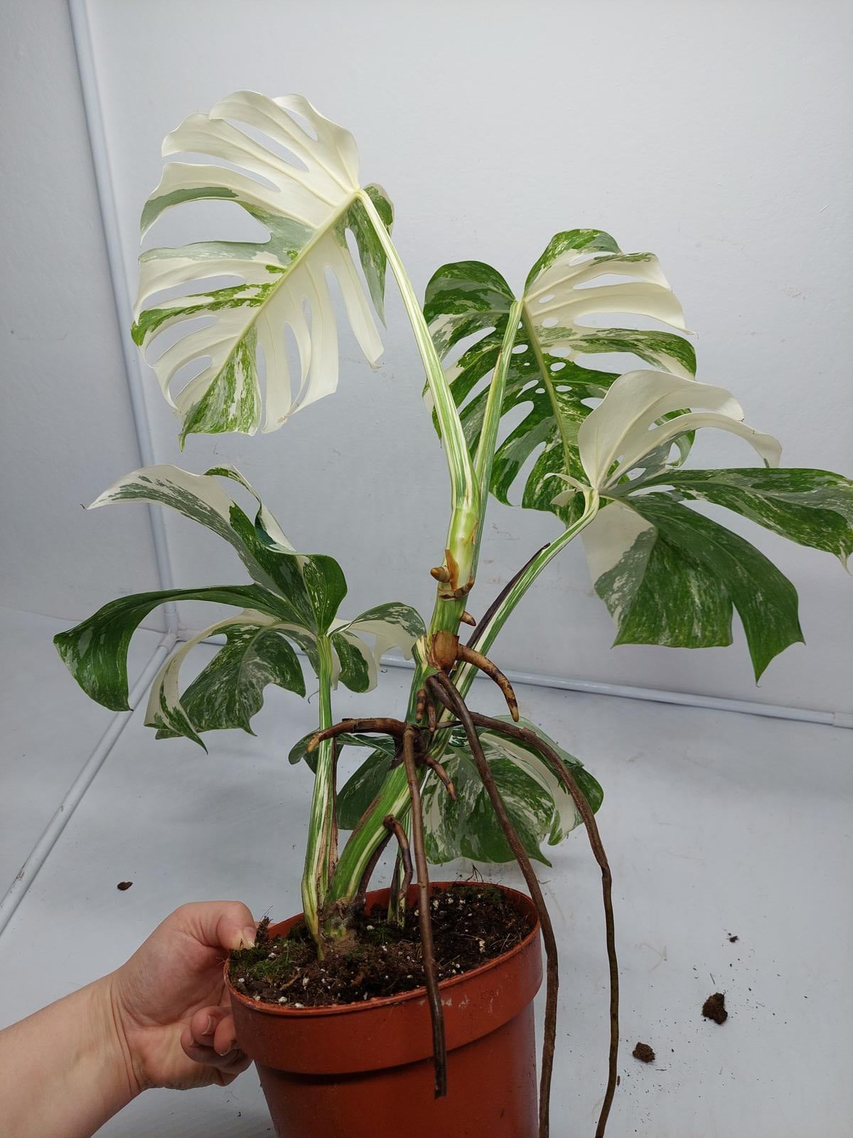 Monstera Variegata Adult