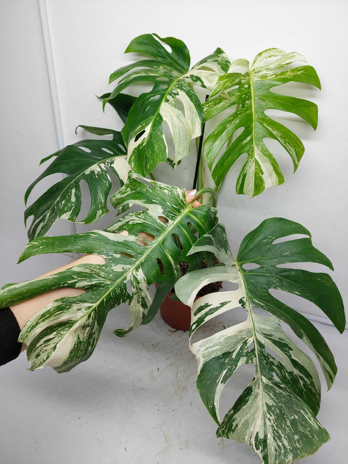 Monstera Variegata Adult