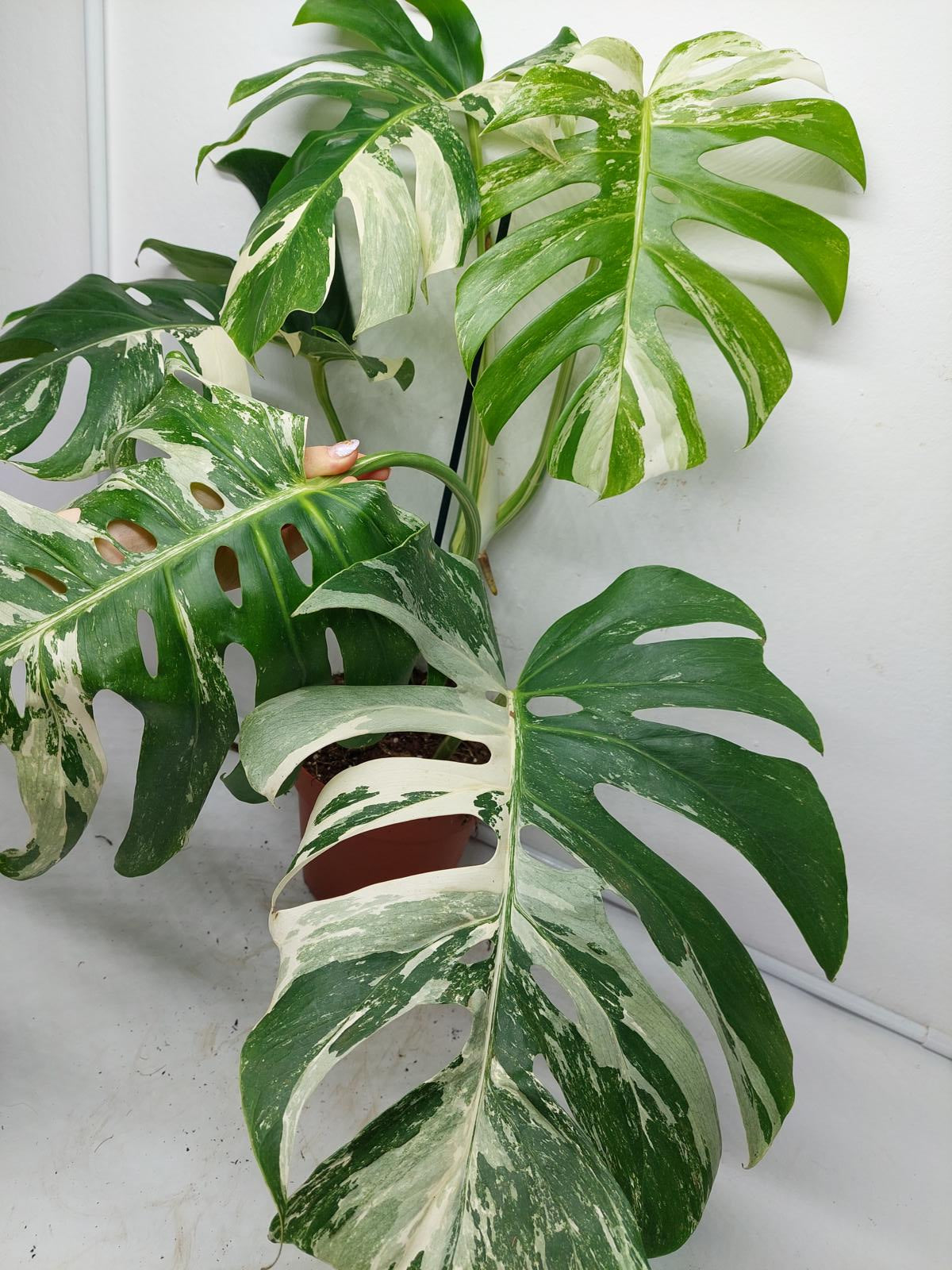 Monstera Variegata Adult