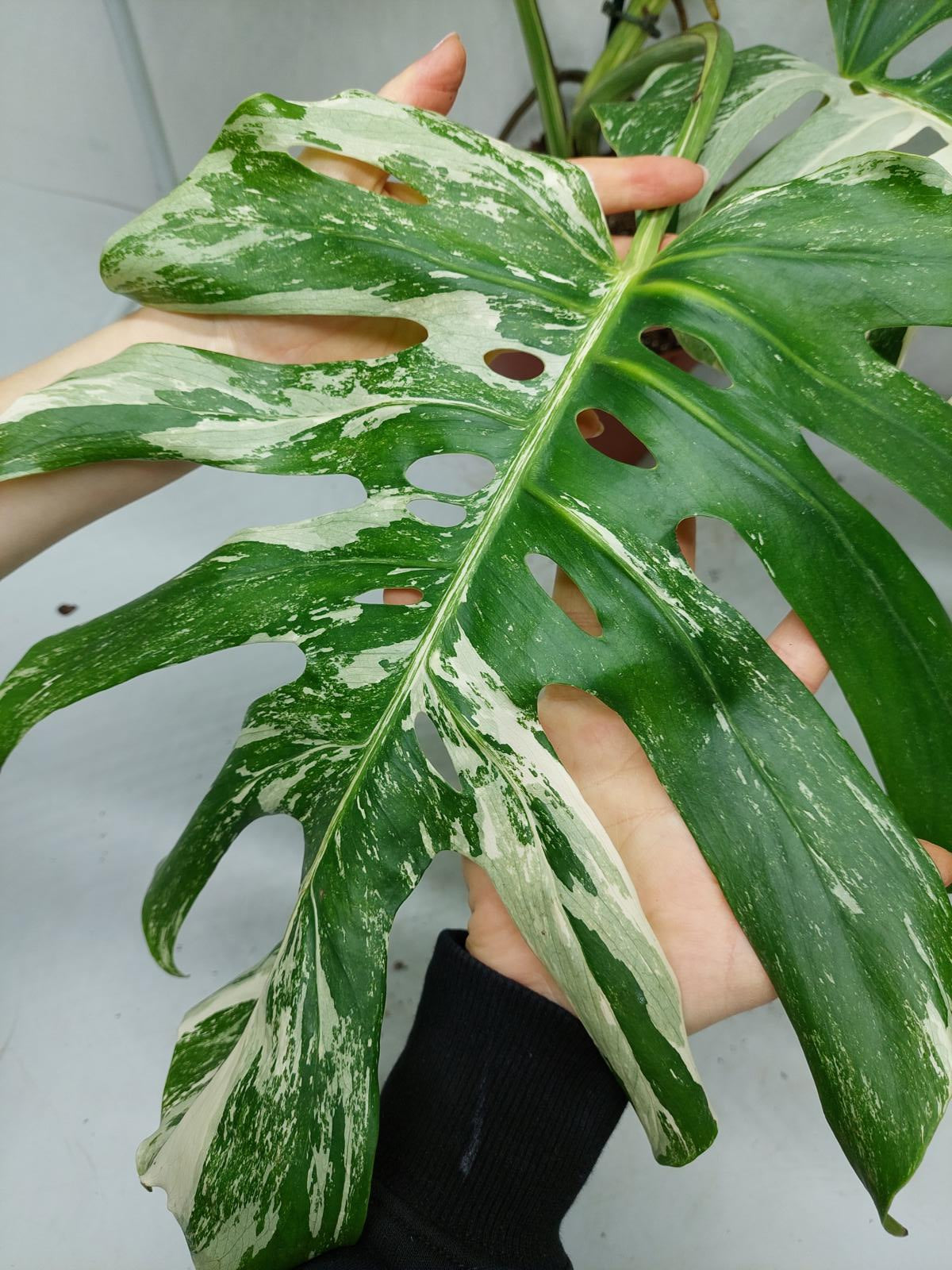 Monstera Variegata Adult