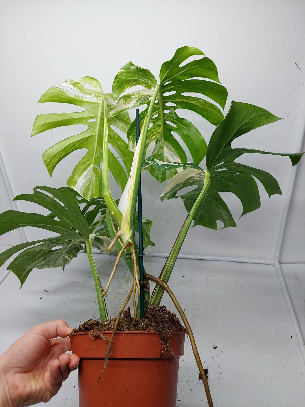 Monstera Variegata Adult