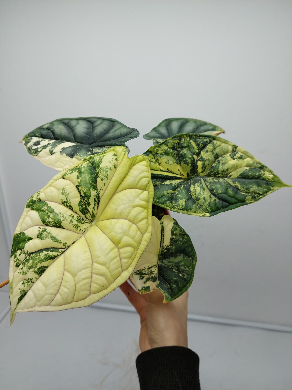 Alocasia Dragon Scale Variegata (Rhizom / Bulbe)