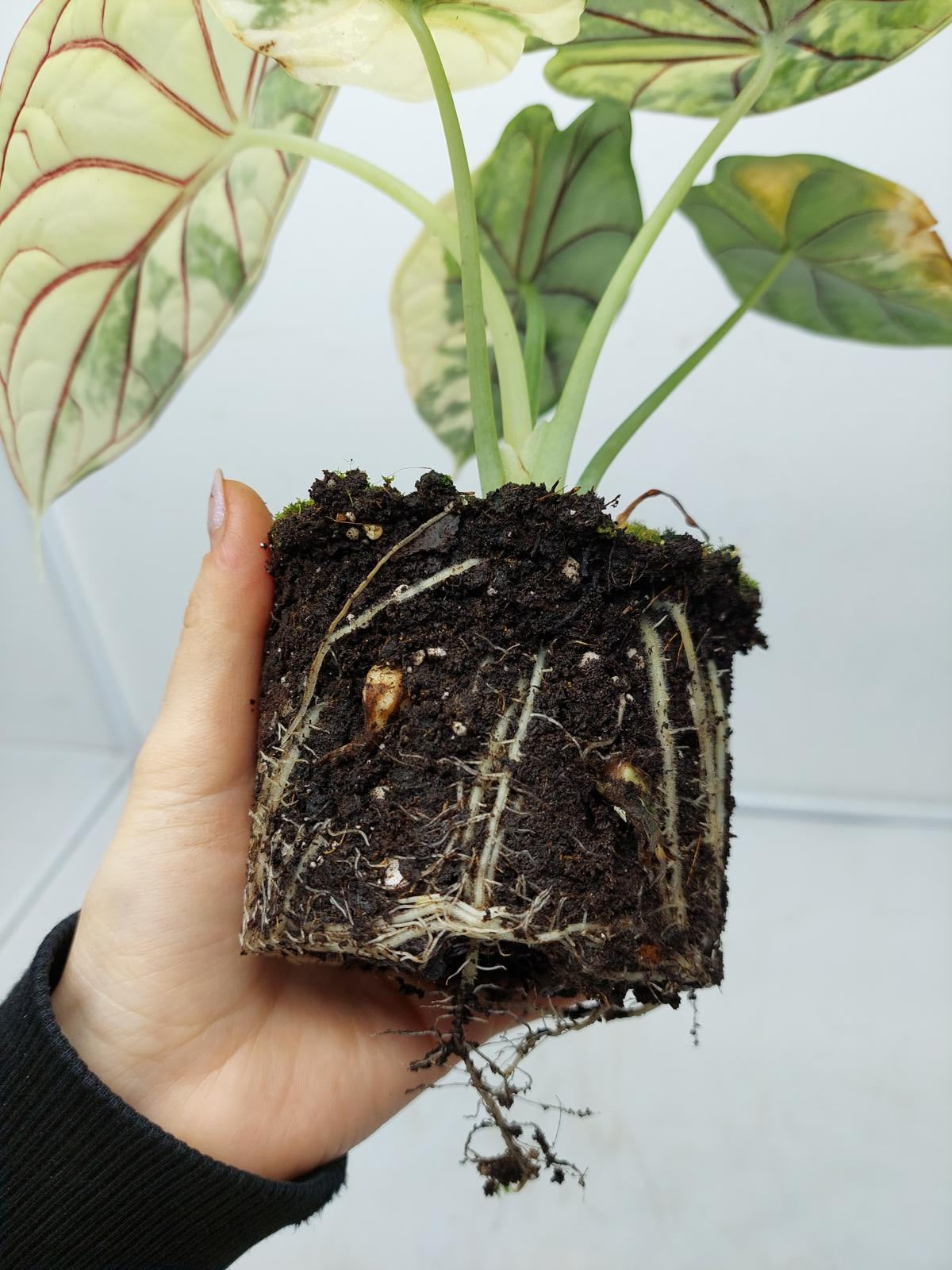 Alocasia Dragon Scale Variegata (Rhizom / Bulbe)