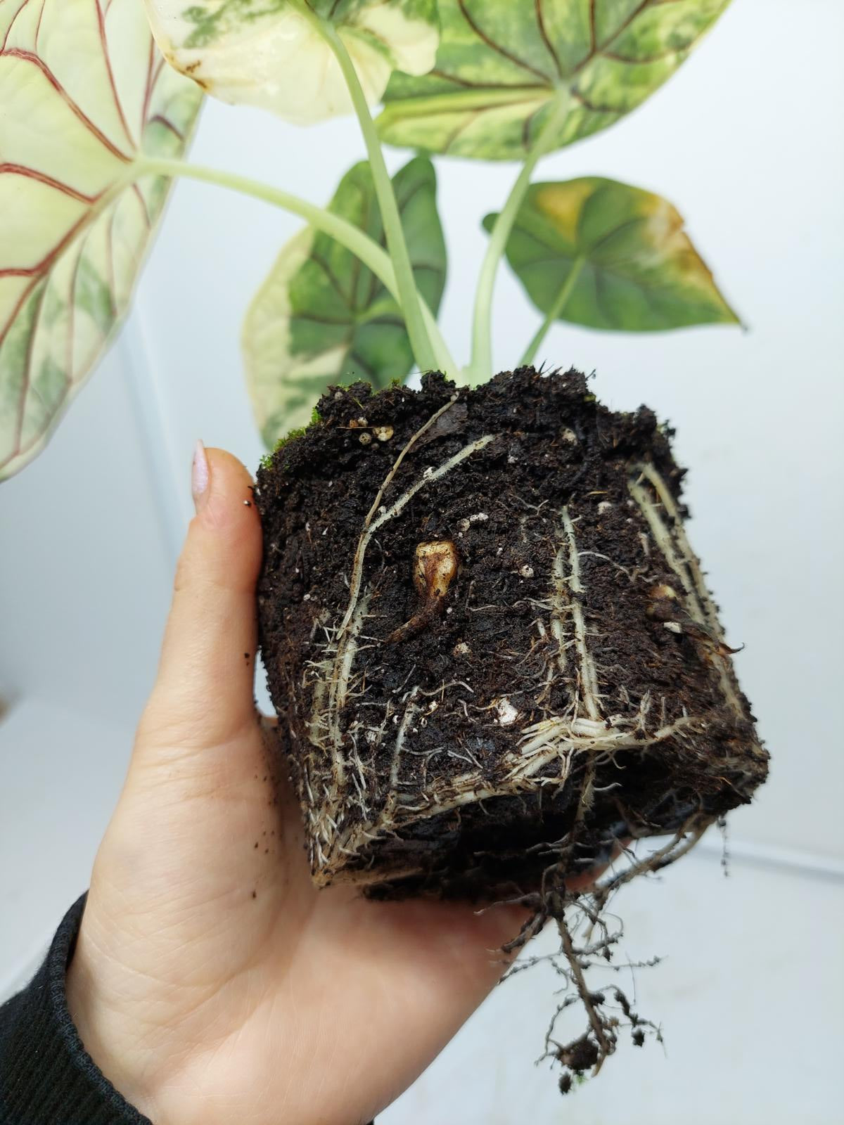 Alocasia Dragon Scale Variegata (Rhizom / Bulbe)