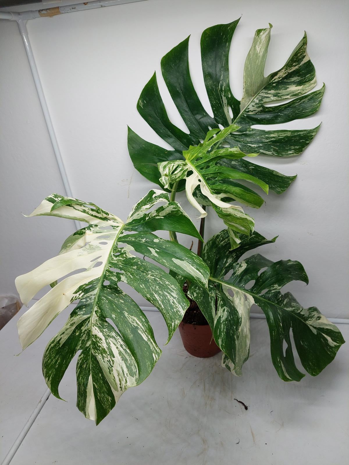 Monstera Variegata Adult