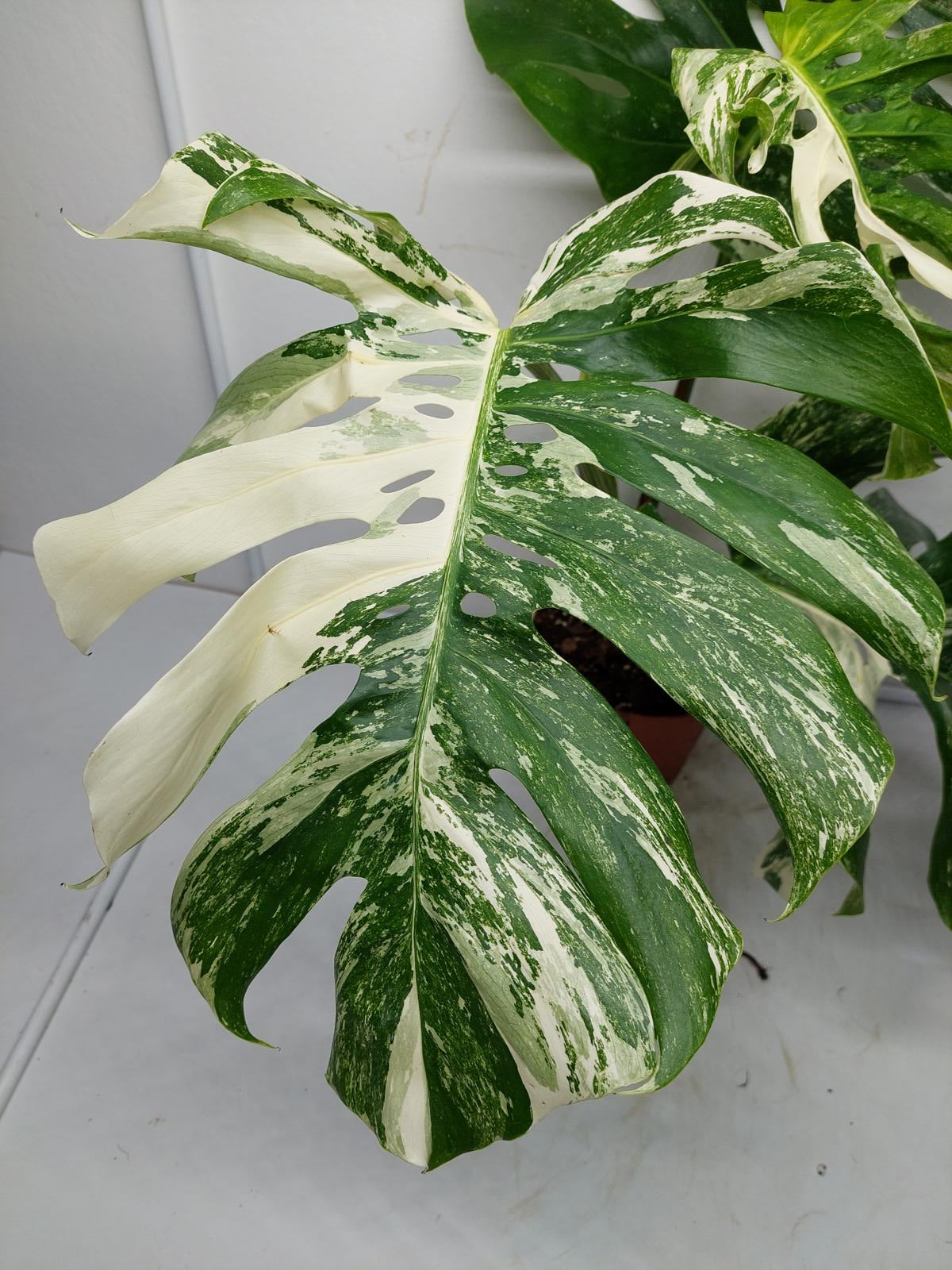 Monstera Variegata Adult