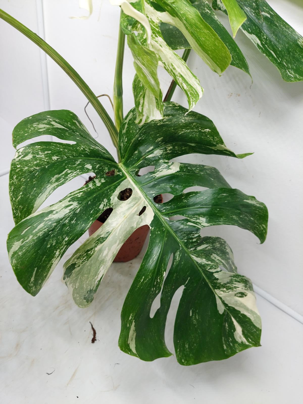 Monstera Variegata Adult