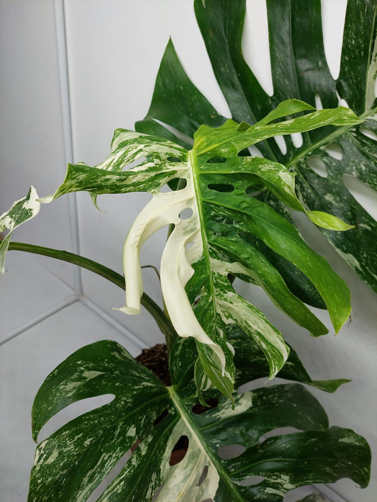 Monstera Variegata Adult