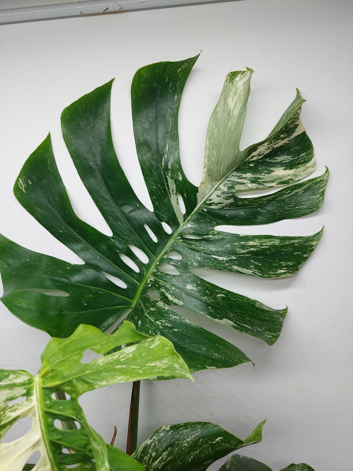 Monstera Variegata Adult