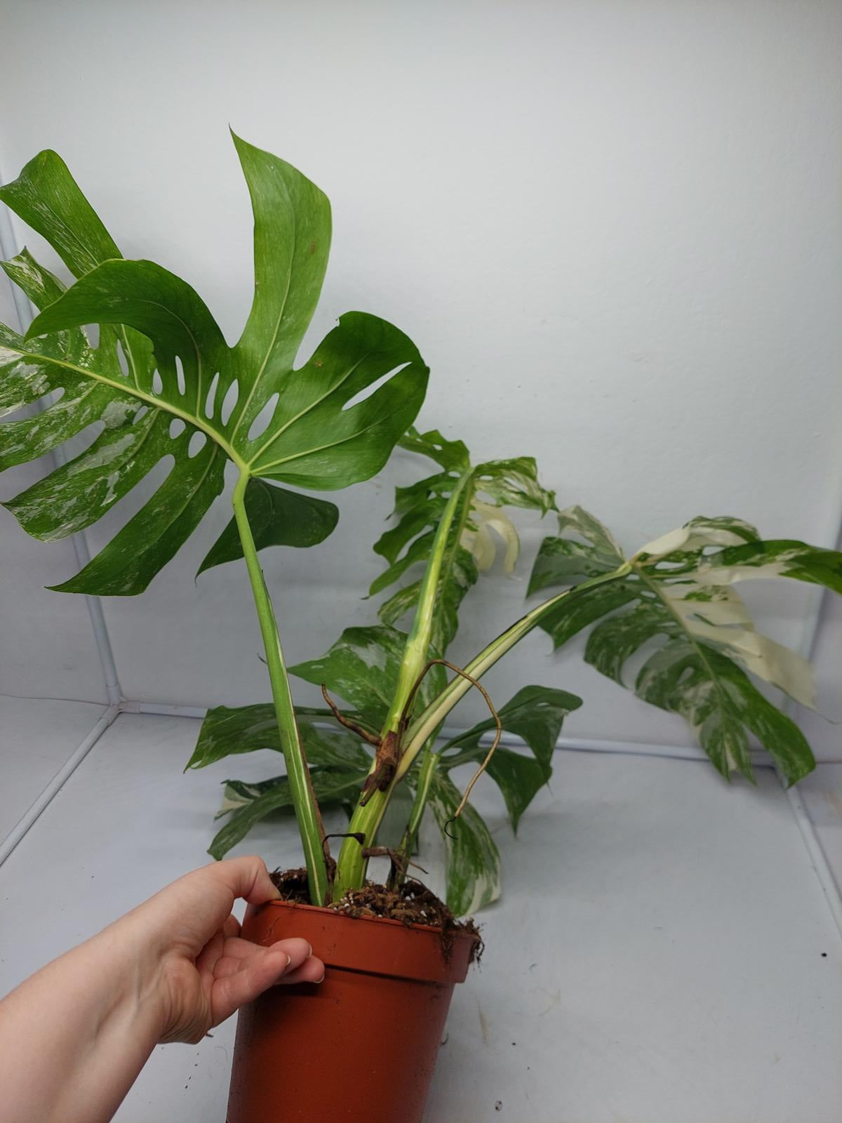 Monstera Variegata Adult