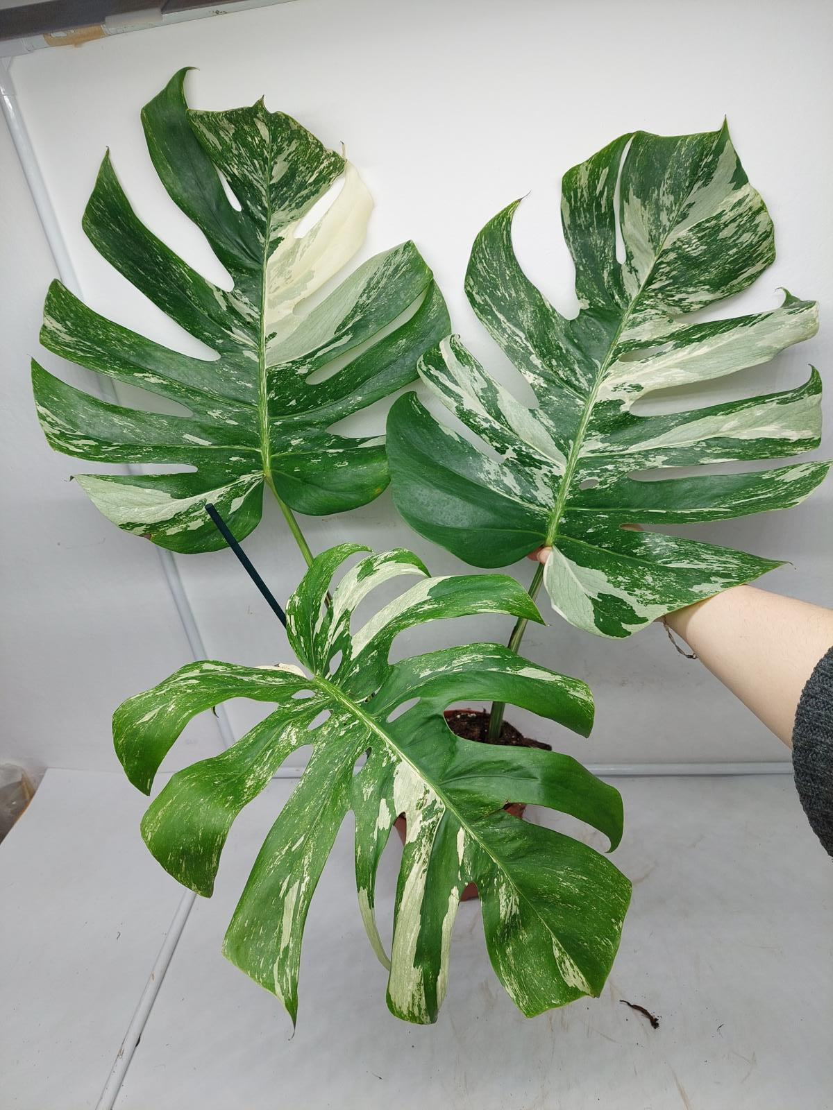 Monstera Variegata Adult