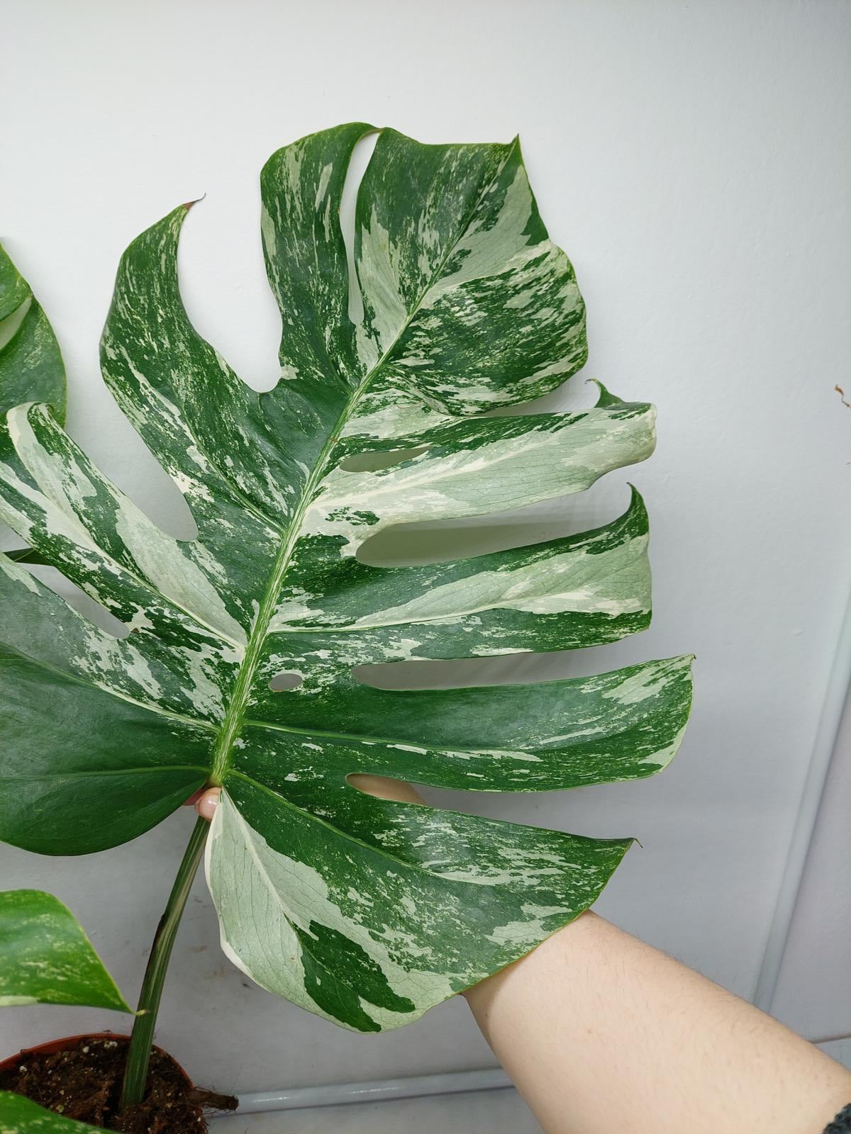 Monstera Variegata Adult