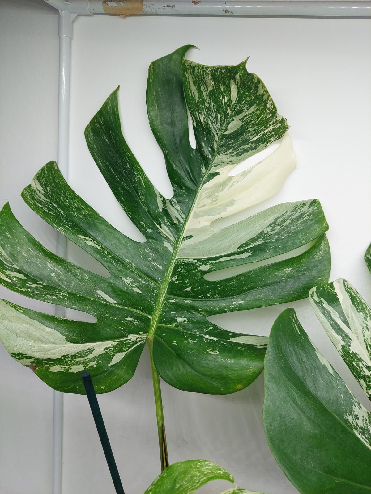 Monstera Variegata Adult