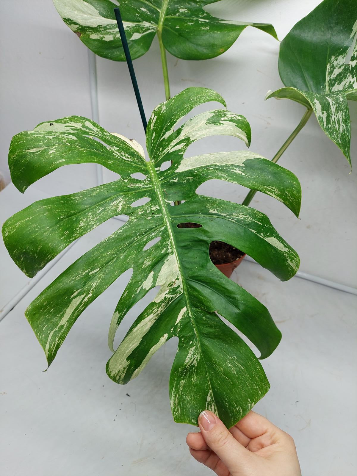 Monstera Variegata Adult