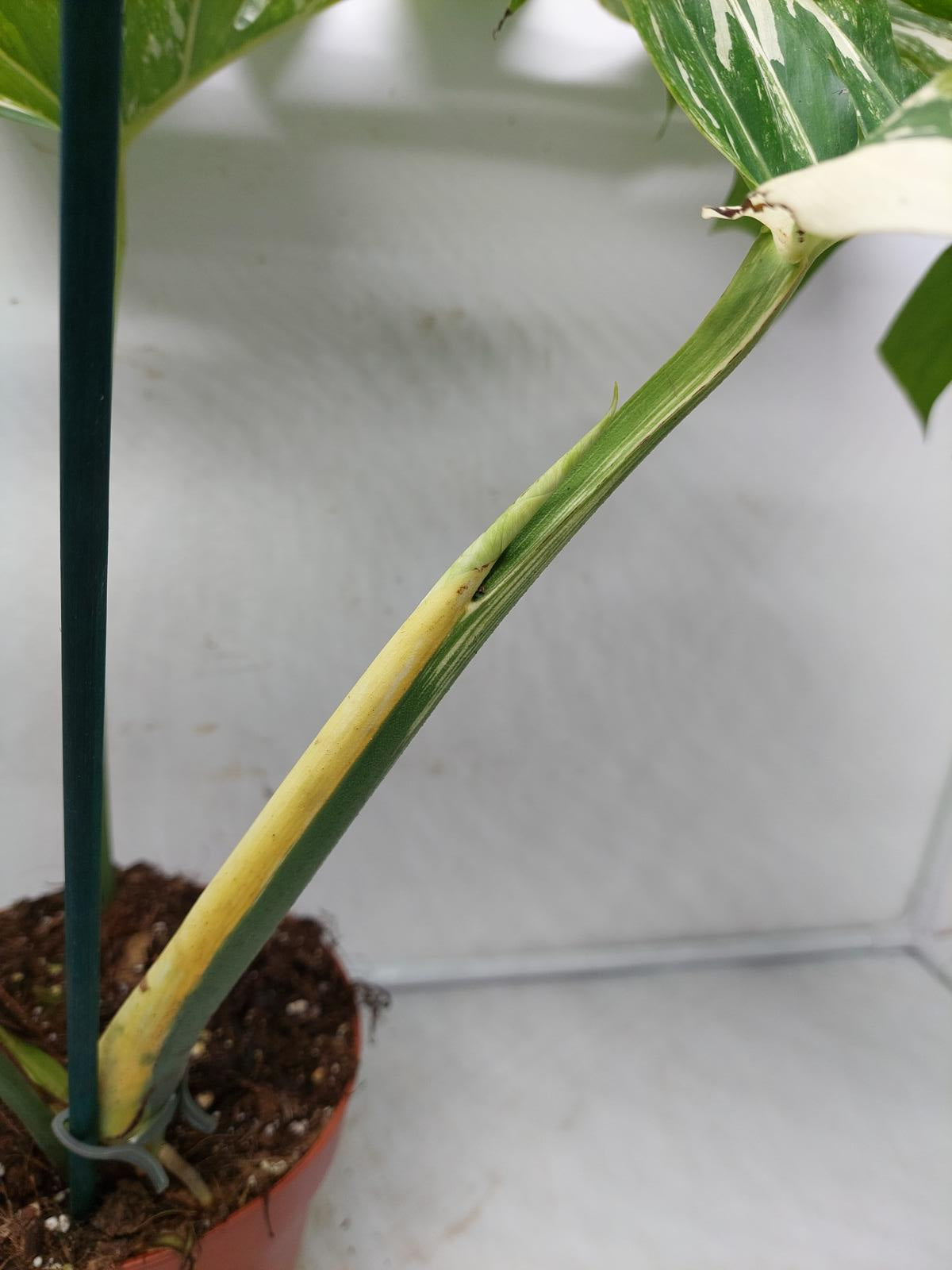 Monstera Variegata Adult