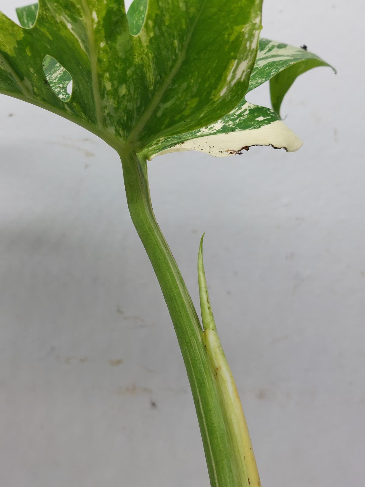 Monstera Variegata Adult