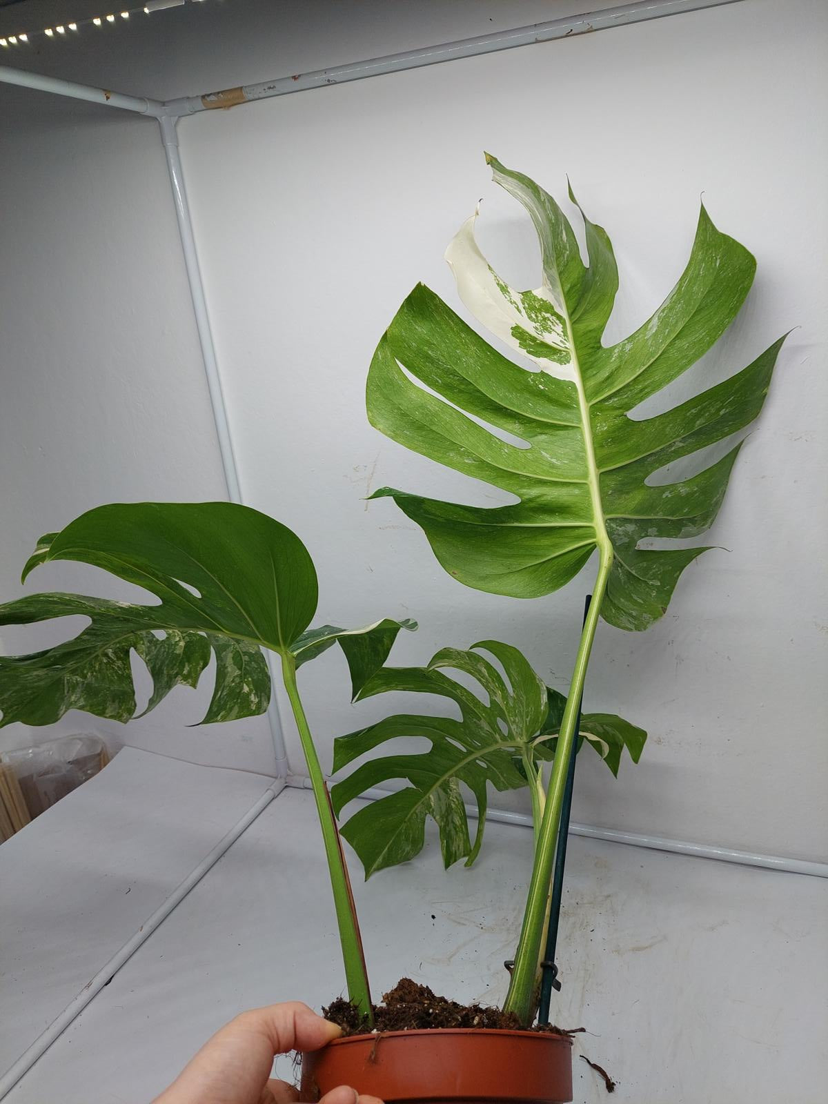 Monstera Variegata Adult