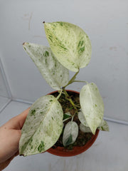 Epipremnum Pinnatum Marble Variegata