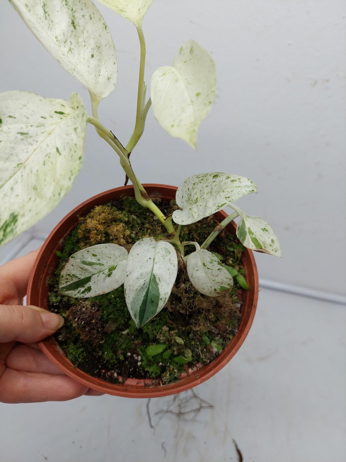 Epipremnum Pinnatum Marble Variegata