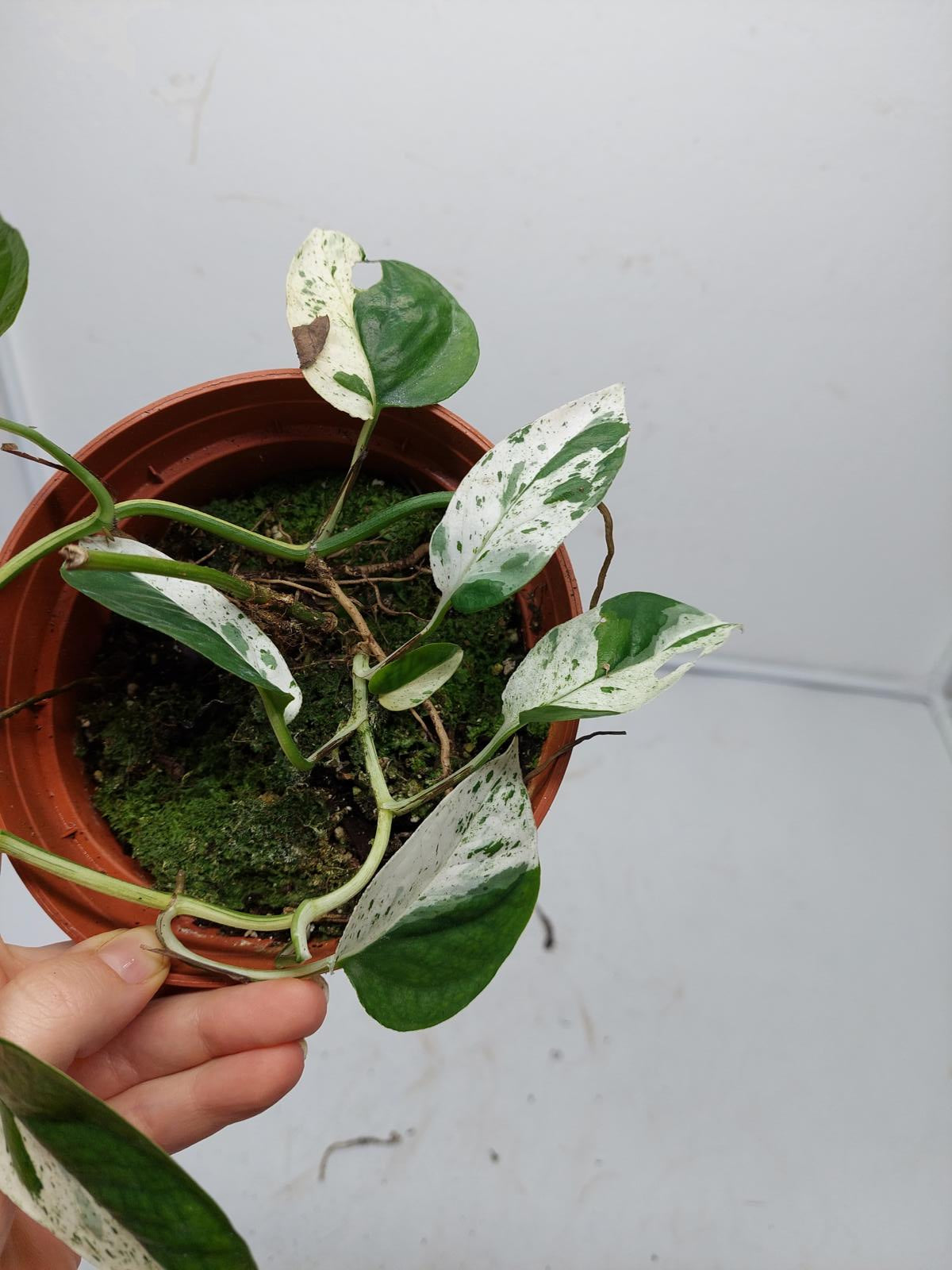 Epipremnum Pinnatum Marble Variegata