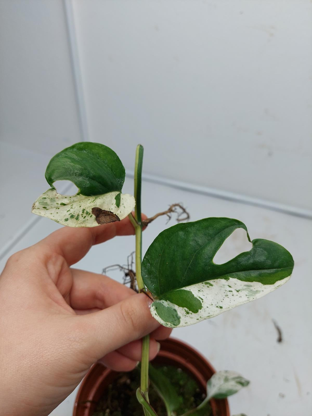 Epipremnum Pinnatum Marble Variegata